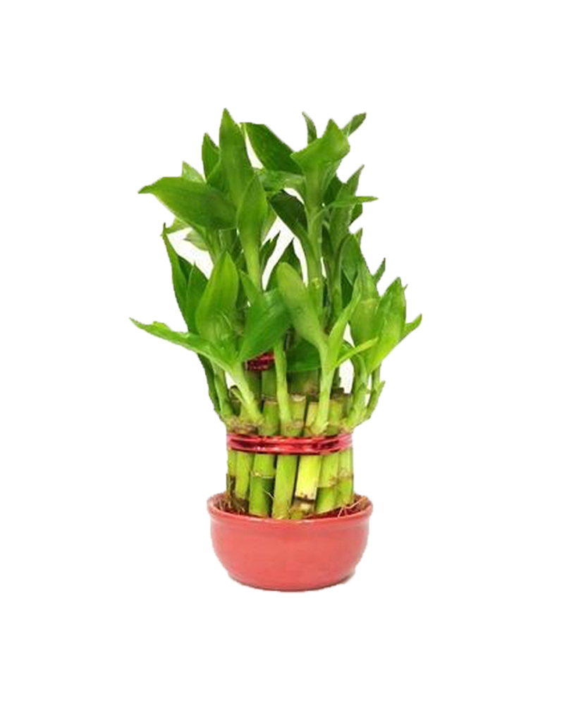 Lucky Bamboo